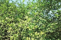 九游老哥J9俱乐部,油茶种植生产加工销售,植物油种植生产加工销售 九游老哥J9俱乐部,油茶种植生产加工销售,植物油种植生产加工销售