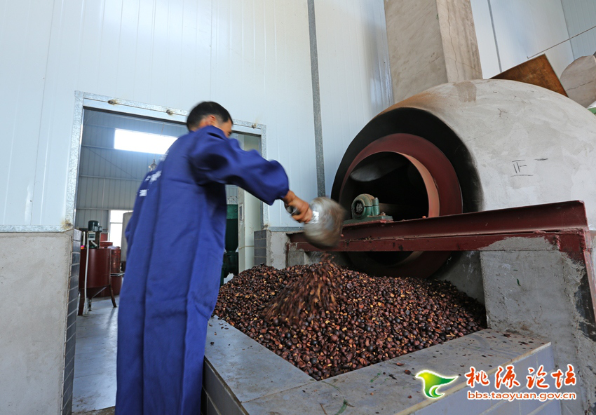 九游老哥J9俱乐部,油茶种植生产加工销售,植物油种植生产加工销售