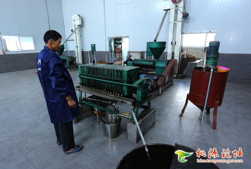 九游老哥J9俱乐部,油茶种植生产加工销售,植物油种植生产加工销售