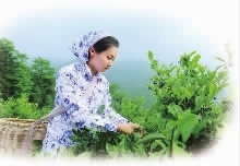 九游老哥J9俱乐部,油茶种植生产加工销售,植物油种植生产加工销售