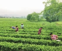 九游老哥J9俱乐部,油茶种植生产加工销售,植物油种植生产加工销售