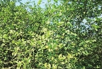 九游老哥J9俱乐部,油茶种植生产加工销售,植物油种植生产加工销售